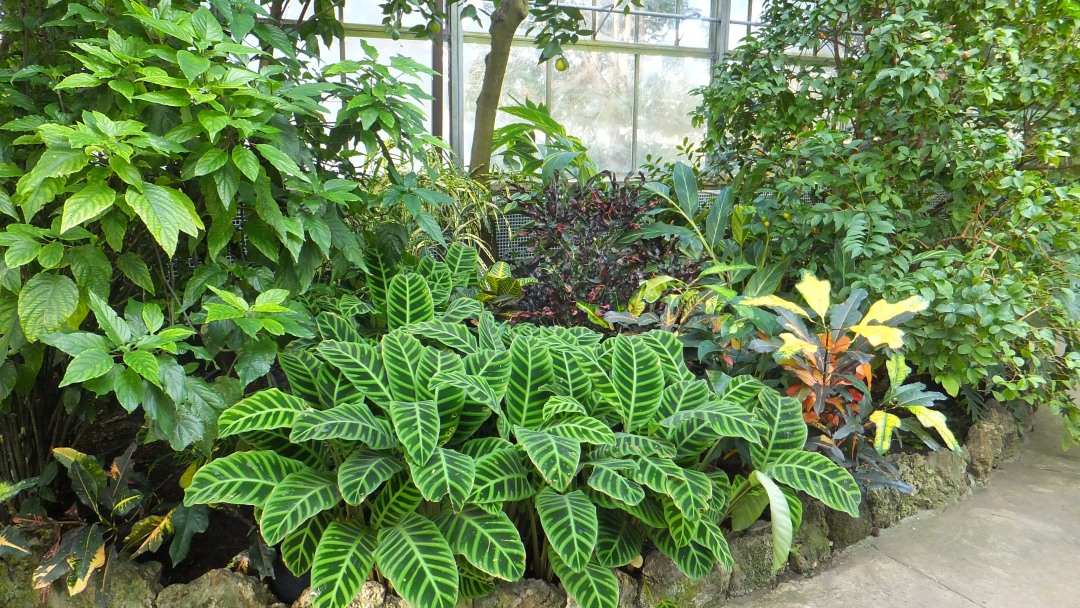 Plants_Conservatory.JPG